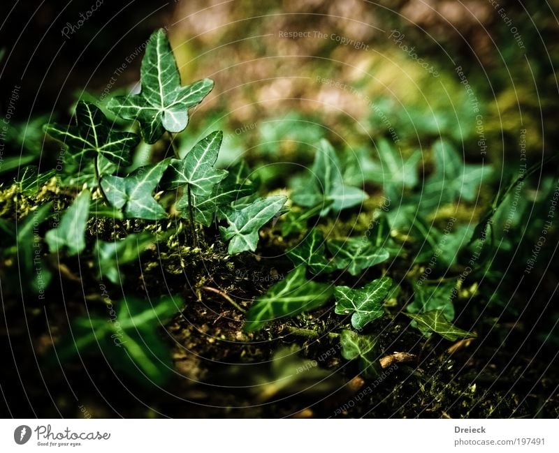 greenlings Environment Nature Plant Earth Spring Leaf Foliage plant Wild plant Park Virgin forest Green Colour photo Exterior shot Day Light Shadow Contrast