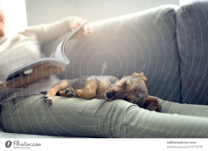 Puppy sleeping on owner laps Relaxation Calm Reading Sofa Living room Woman Adults Animal Pet Dog Paper Sleep Safety (feeling of) closeness Copy Space Couch