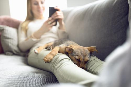 Puppy sleeping on owner laps Relaxation Calm Reading Sofa Living room PDA Woman Adults Animal Pet Dog Smiling Sleep Safety (feeling of) closeness Copy Space