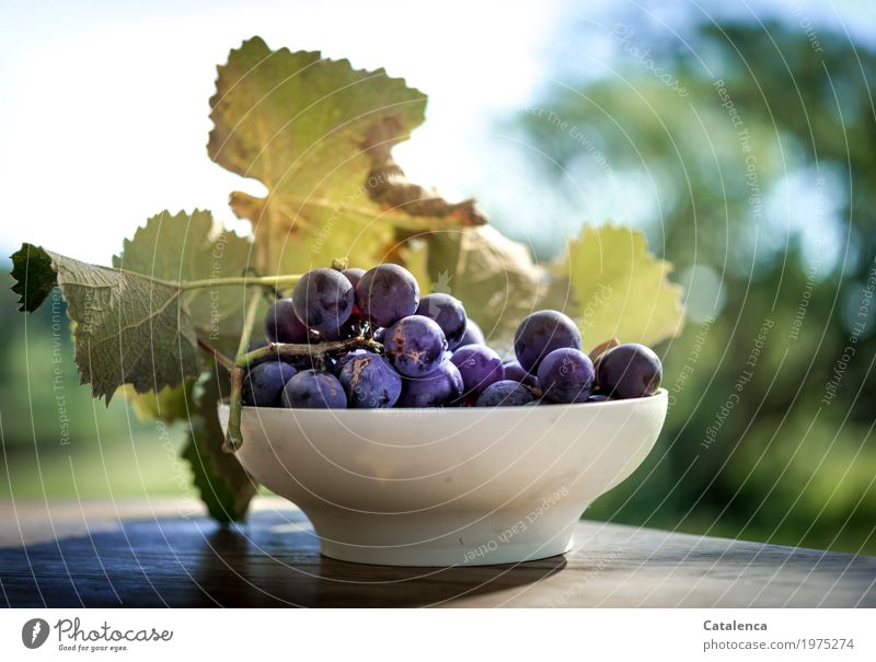 Uva chinche, grapes in a white bowl Fruit Bowl Nature Leaf Bunch of grapes Garden Authentic Fresh Healthy Blue Brown Green Violet Contentment Appetite Delicious