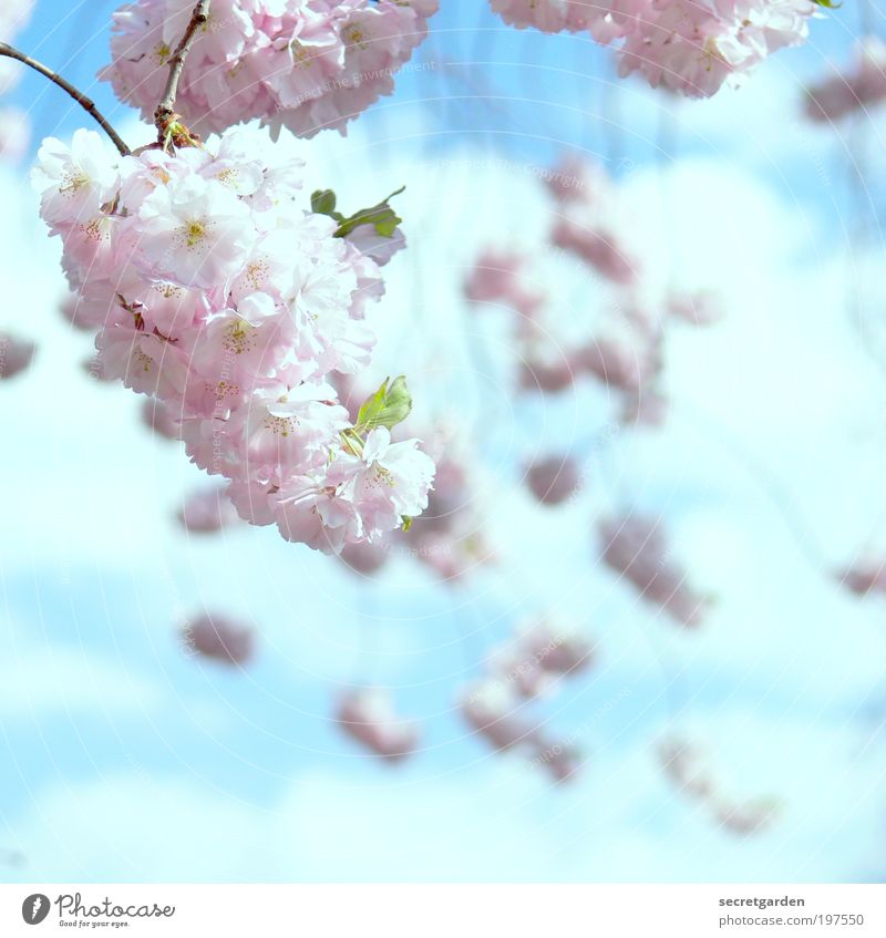 dream sequence. Mother's Day Cherry Blossom Festival Gardening Nature Plant Sky Spring Tree Cherry blossom Park Blossoming Fragrance Illuminate Beautiful Kitsch