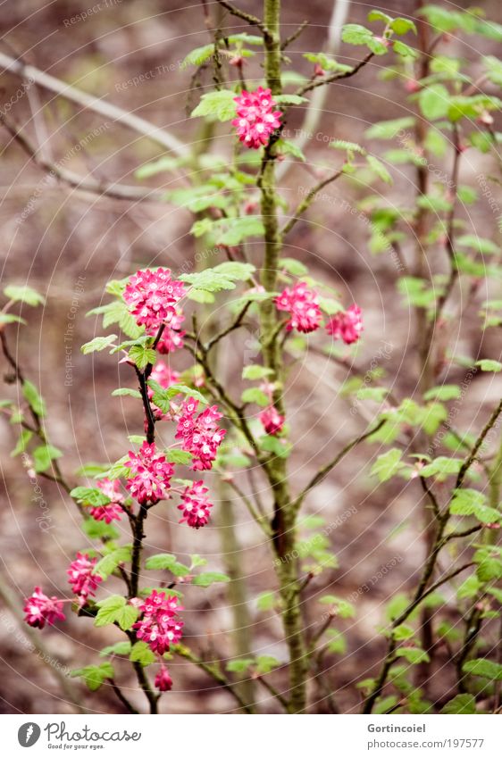 Wild growth [LUsertreffen 04|10] Environment Nature Plant Spring Summer Bushes Leaf Blossom Wild plant Park Meadow Green Pink Blur Branch Flowering plant