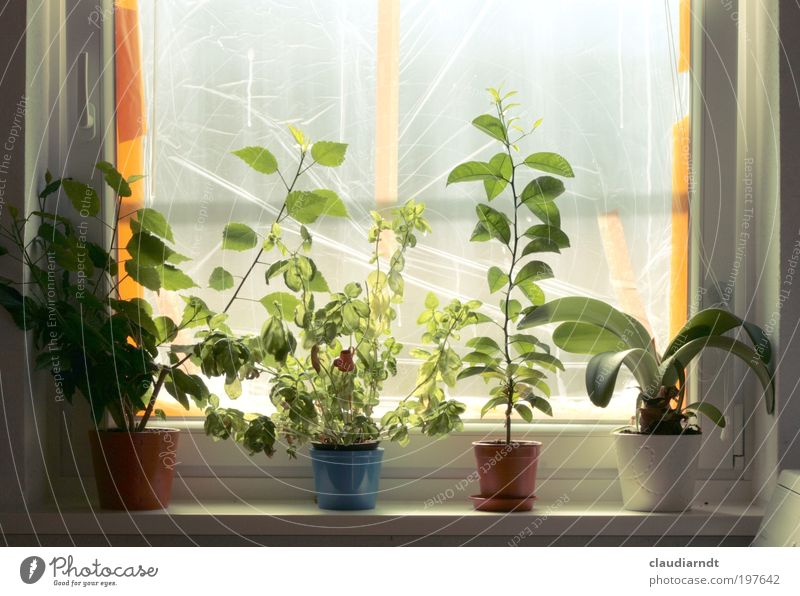 unpromising Living or residing Flat (apartment) Redecorate Decoration Room Kitchen Plant Leaf Pot plant Houseplant Window Growth Green Construction site