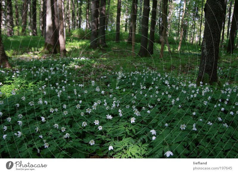 Forest meadow in Latvia Nature Plant Spring Tree Flower Foliage plant Wild plant Anemone Meadow Glade Esthetic Beautiful Many Green Spring fever Romance Life