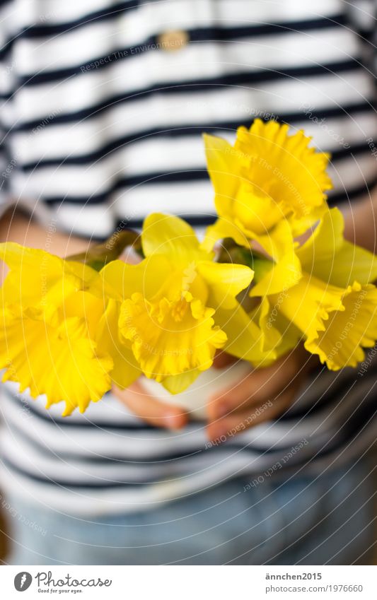 daffodils Flower Yellow Hand Child Vase White Striped Spring Bright To hold on Nature Plant