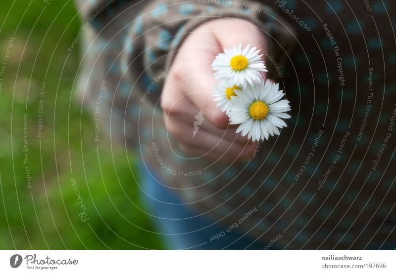 daisies Happy Human being Feminine Child Girl Infancy Hand Fingers 1 3 - 8 years Environment Nature Plant Flower Daisy Esthetic Cute Positive Yellow Pink White
