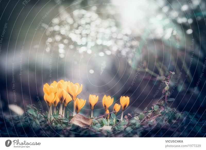 Spring nature background with yellow crocuses Lifestyle Garden Nature Plant Beautiful weather Flower Leaf Blossom Park Blossoming Soft Yellow Design