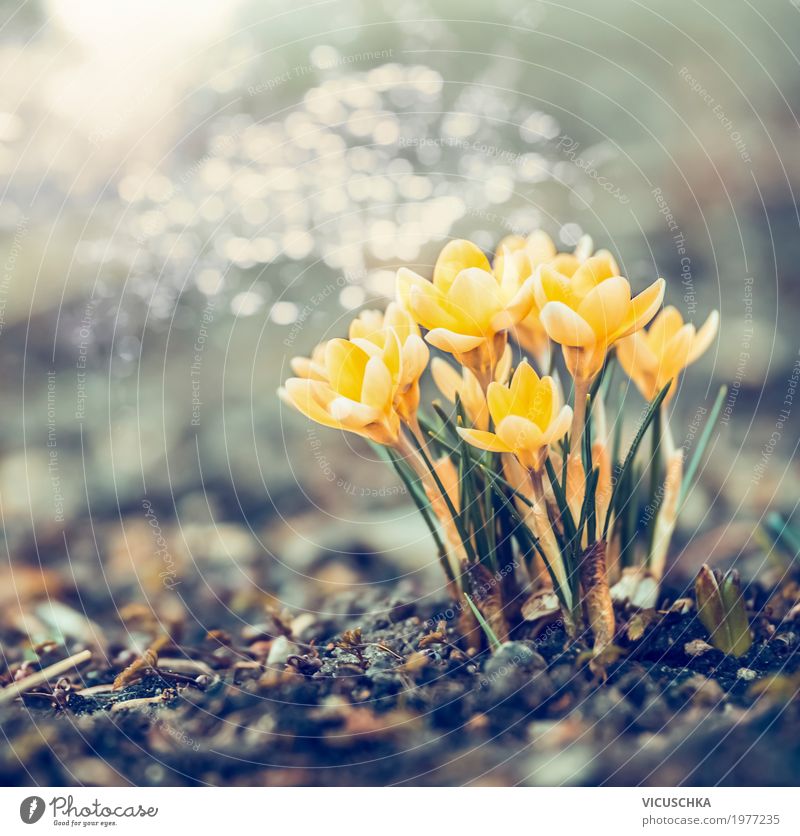 Spring nature with yellow crocuses Lifestyle Design Garden Nature Landscape Plant Beautiful weather Flower Leaf Blossom Park Blossoming Soft Yellow