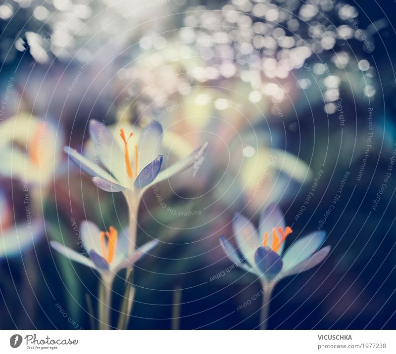 First crocuses in the garden Design Garden Nature Plant Spring Beautiful weather Flower Leaf Blossom Park Blossoming Soft Background picture Crocus Blur