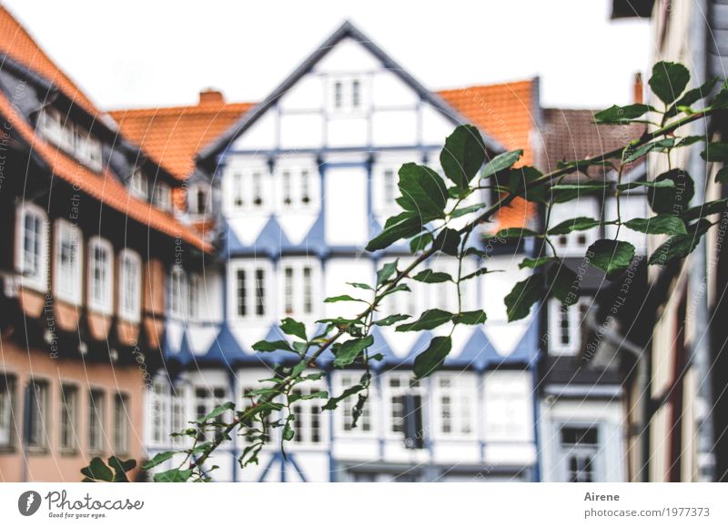 Wood lives! Foliage plant Twig Tendril Small Town Old town House (Residential Structure) Places Half-timbered house Half-timbered facade Facade Growth Natural