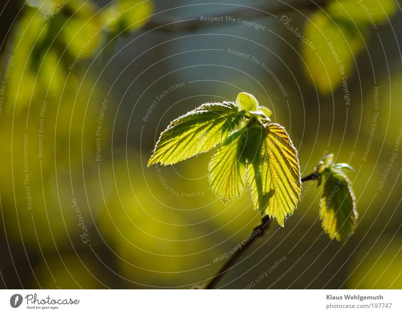 Beech leaves unfold on a sunny day in spring. Harmonious Calm Spring Plant Tree Wild plant Hazelnut Growth Juicy Blue Yellow Green Branch Twig bud Break open