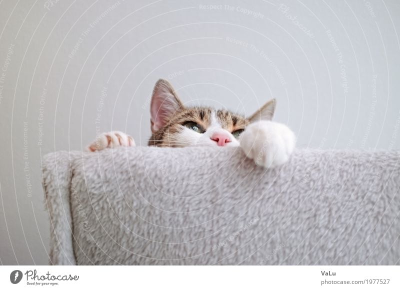 &lt;font color="#ffff00"&gt;-=Someone´s=- sync:ßÇÈâÈâ Pet Cat Pelt Paw 1 Animal Gray White Contentment Colour photo Interior shot Copy Space top Worm's-eye view