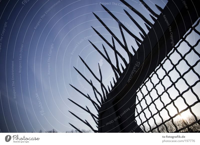 Iroquois garden fence Sky Cloudless sky Sun Plant Tree Fence Grating Mesh grid steel gate steel fence Point Barbed wire fence Thorny Spine Metal Rust Net Lock