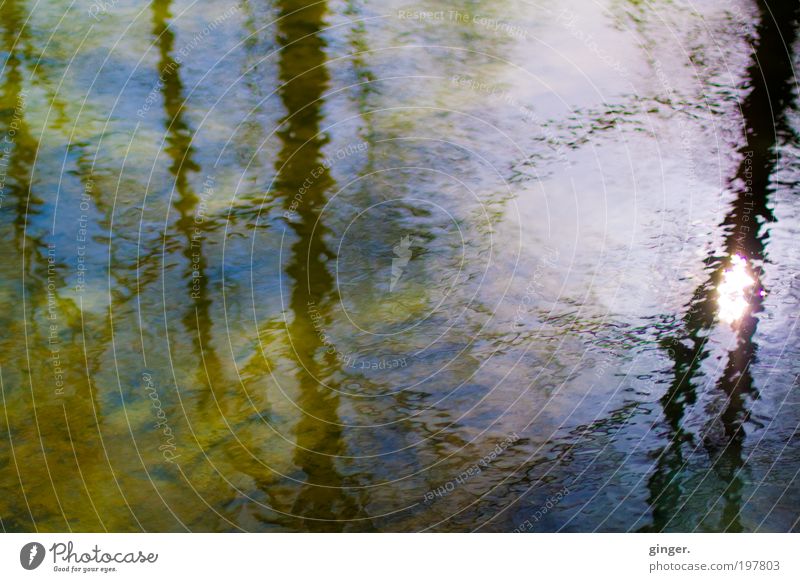 Water World II - Solar Reflection Nature Spring Beautiful weather Warmth Tree Waves Pond Dream Blue Brown Yellow Green Violet White Moody Warm-heartedness Flow