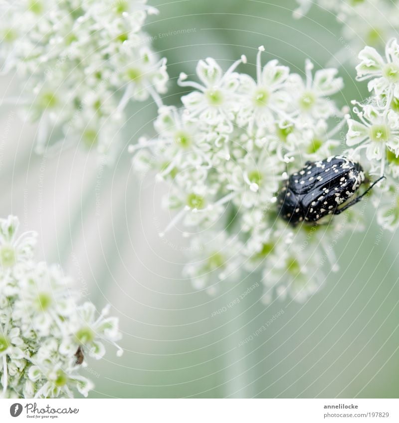 delicate hiding place Environment Nature Landscape Plant Animal Spring Summer Flower Blossom Wild plant Umbellifer Apiaceae Park Meadow Field Wild animal Beetle