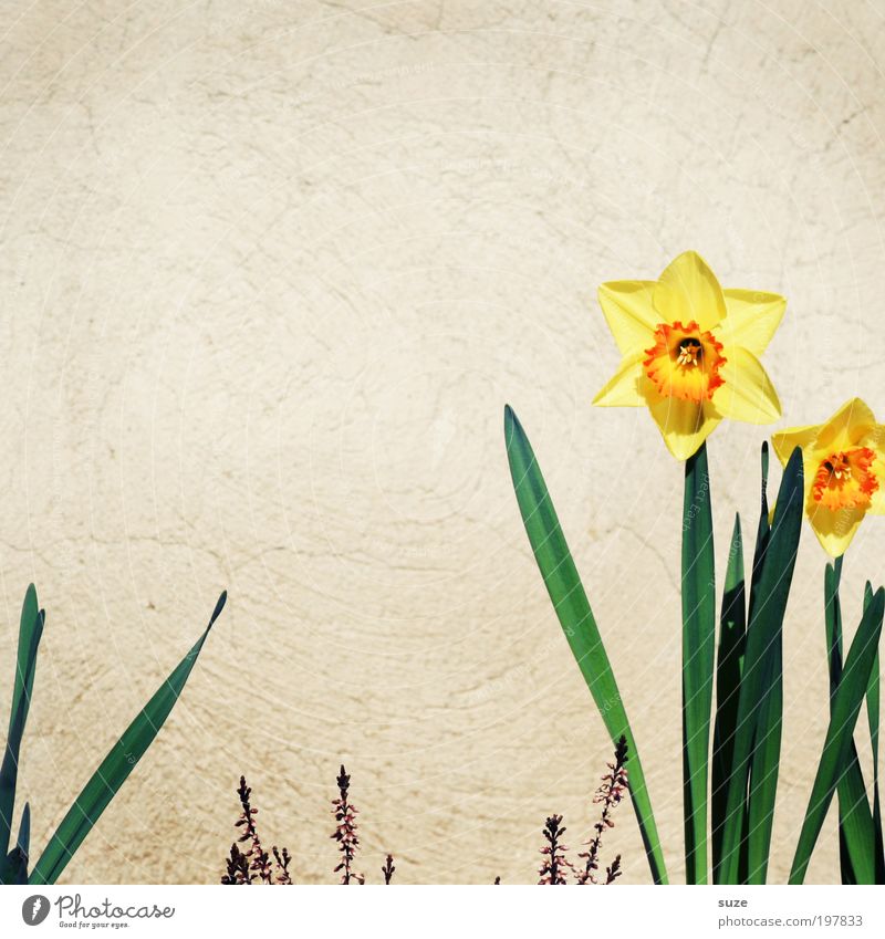 narcissist Joy Happy Nature Plant Spring Beautiful weather Flower Blossom Wall (barrier) Wall (building) Yellow Spring fever Narcissus Spring flower Individual
