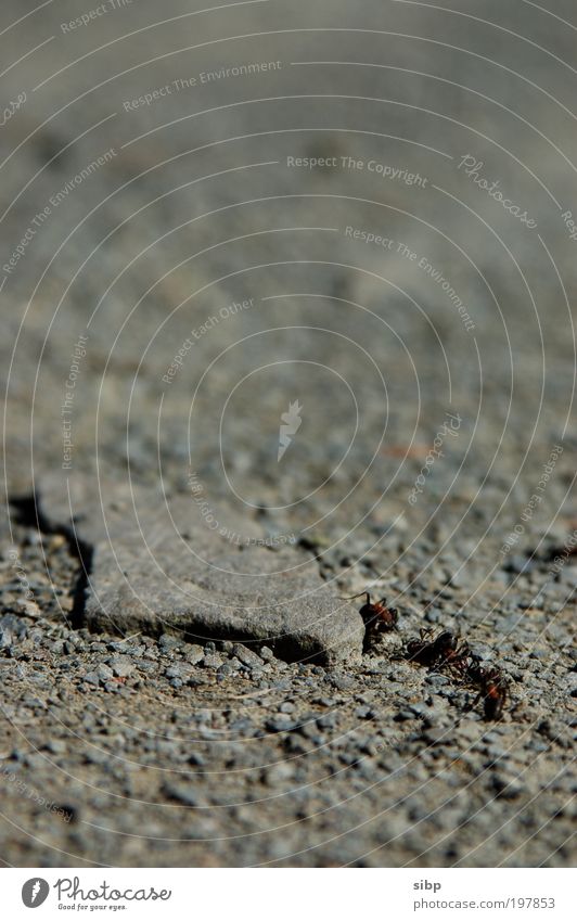 ant worker Working man Work and employment Construction site Earth Ant Crawl Success Power Willpower Diligent Endurance Colour photo Close-up Detail Blur