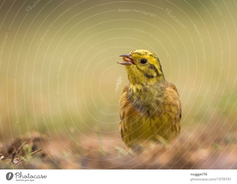 Yellowhammer Environment Nature Animal Spring Summer Autumn Grass Garden Park Meadow Field Wild animal Bird Animal face Wing 1 Observe To feed Sit Stand