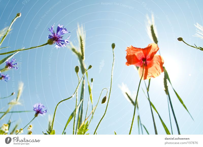 Solar Energy Part 7 Environment Nature Plant Sky Cloudless sky Sun Sunlight Spring Summer Climate Climate change Weather Beautiful weather Flower Grass Blossom