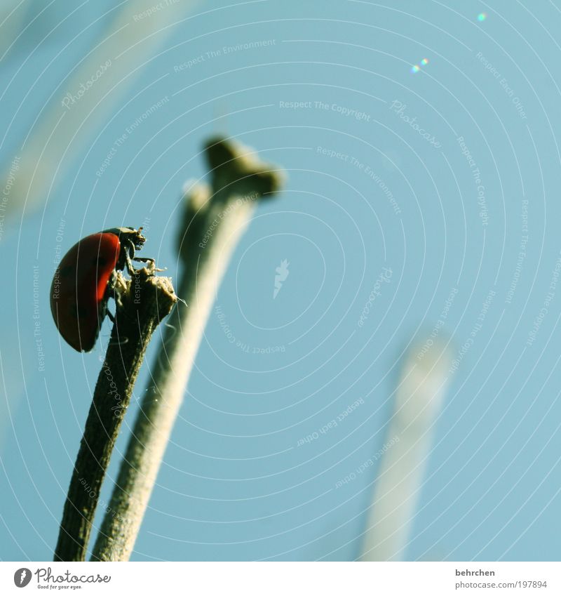 Goal achieved Sky Spring Summer Beautiful weather Animal Beetle Wing Ladybird 1 Observe Blue Red Contentment Anticipation Enthusiasm Power Willpower Brave