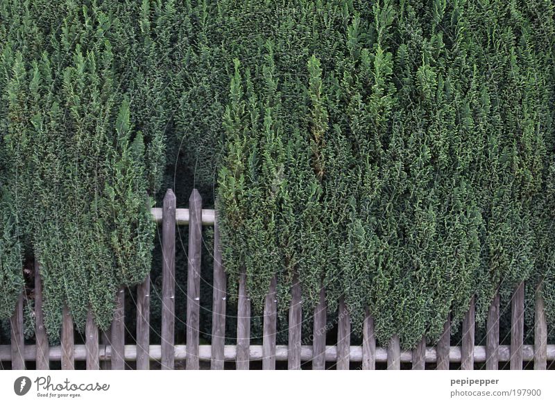 fence Plant Foliage plant Agricultural crop Garden Wood Growth Brown Green Contentment Power Nature grow together Attachment Multicoloured Exterior shot Pattern