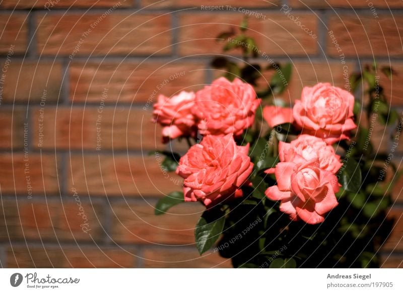 florid Environment Nature Plant Flower Rose Leaf Blossom Garden Wall (barrier) Wall (building) Stone Line Fresh Beautiful Pink Red Colour photo Exterior shot