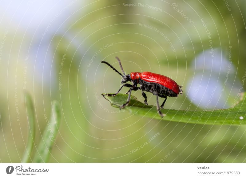 The red beetle squats at the lookout point Beetle Insect Lily beetle Summer flaked Garden Park Meadow Animal Above Blue green Red Black antennas Close-up Detail