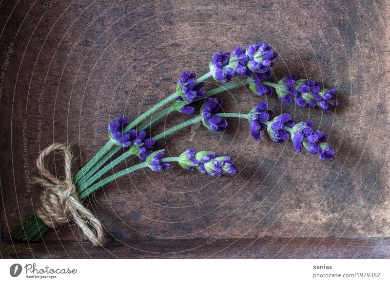 bouquet of lavender Herbs and spices Lavender Nutrition Organic produce Beautiful Relaxation Summer Blossom Lavande harvest Bouquet Bow Wood Fragrance Brown