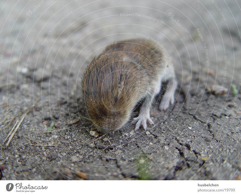 rat baby Rat Footpath Pelt Paw