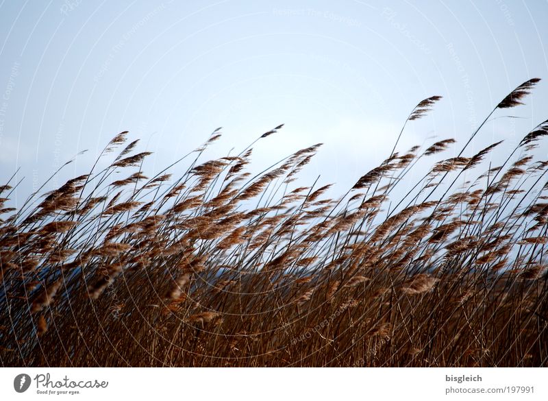 grass Plant Sky Wind Grass Coast Lakeside Blue Brown Colour photo Subdued colour Exterior shot Copy Space top Twilight Sunlight Back-light Central perspective
