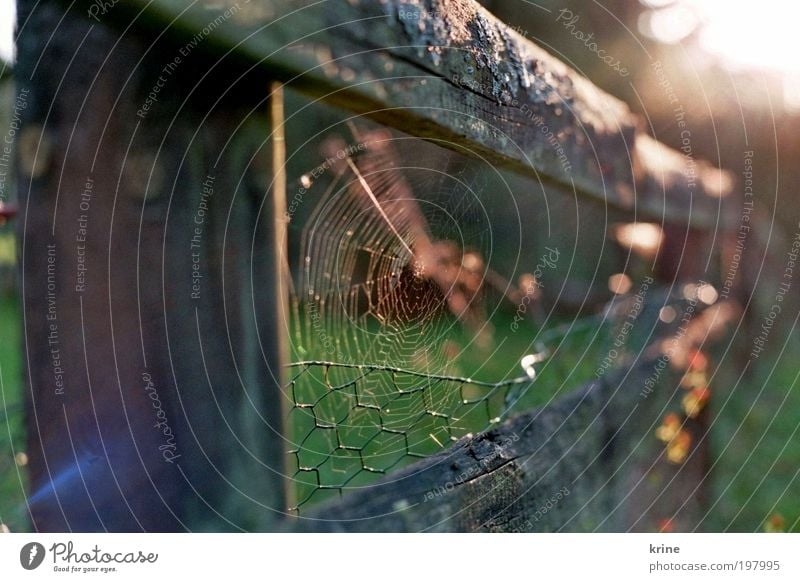 Fie Spider Garden Esthetic Spring fever Optimism Trust Safety Beautiful Calm Hope Belief Spin Spider's web Nature Love of nature Fence Fence post Garden fence