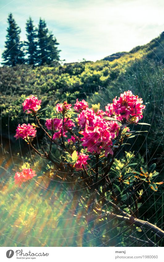 Almrausch - blurred edition Vacation & Travel Tourism Trip Mountain Hiking Nature Landscape Plant Sunlight Spring Wild plant alpine rose Alp rose Alps