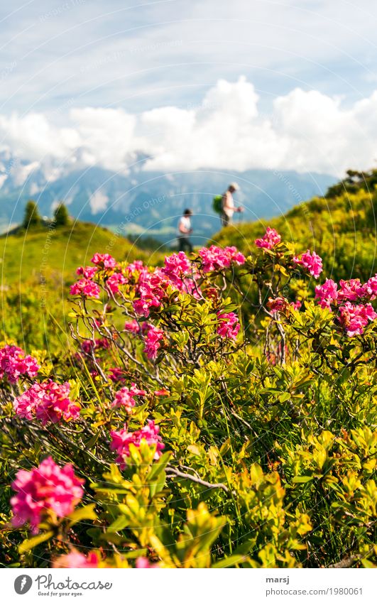 Hiking in Almrausch Calm Vacation & Travel Tourism Trip Mountain Human being 2 Nature Plant Spring Blossom Wild plant alpine rose Alp rose Alps Blossoming