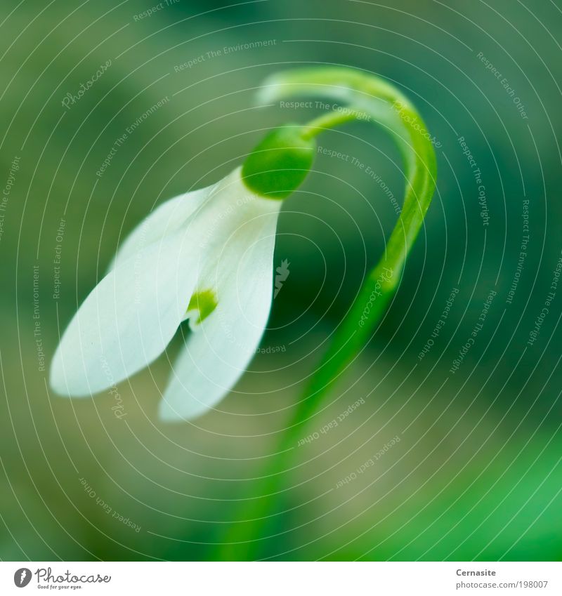 Snowdrop Nature Spring Flower Fragrance Authentic Simple Beautiful Wild Soft Multicoloured Green Sweden Europe White saturated vibrant stem Colour photo