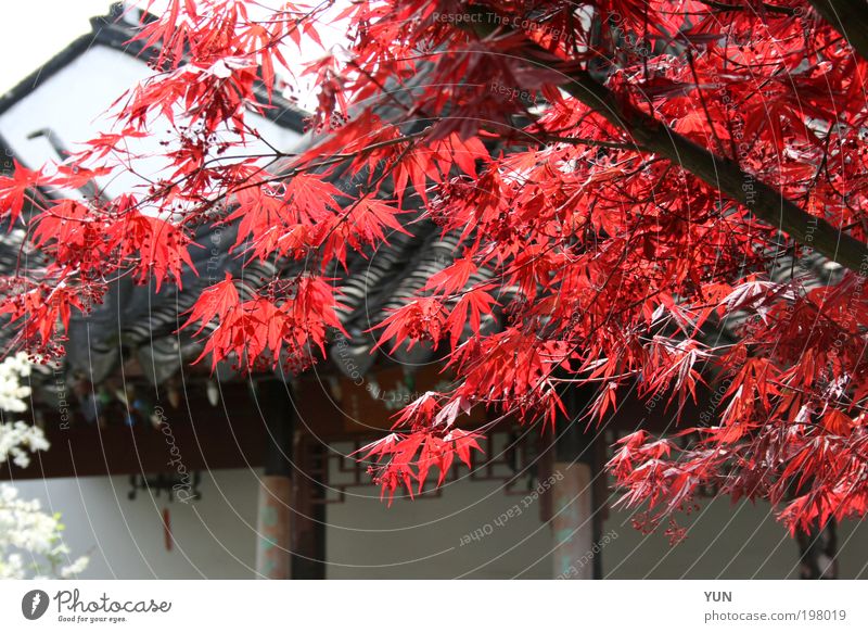 red maple Far-off places Garden Nature Plant Autumn Tree Leaf Roof Bright Red Black White Colour Red maple Branch China Colour photo Multicoloured Exterior shot