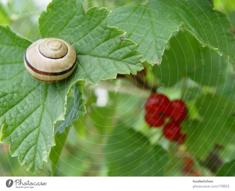 snail with currant Leaf Snail Redcurrant Garden Fruit