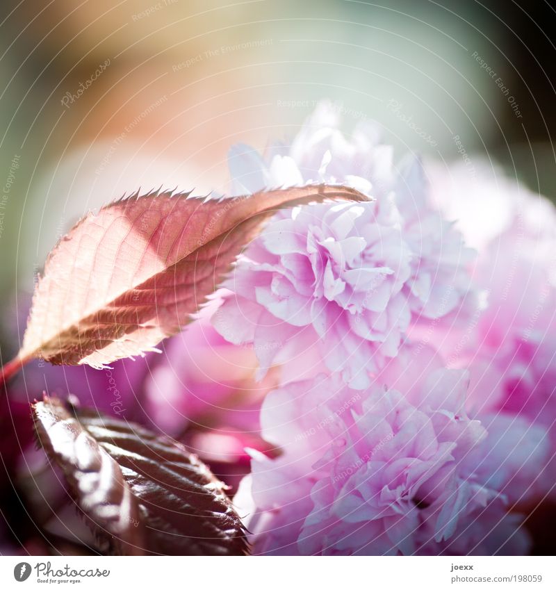 unfolding Plant Spring Beautiful weather Tree Leaf Blossom Fragrance Pink Ornamental cherry girlish spring blossoms Shallow depth of field Colour photo