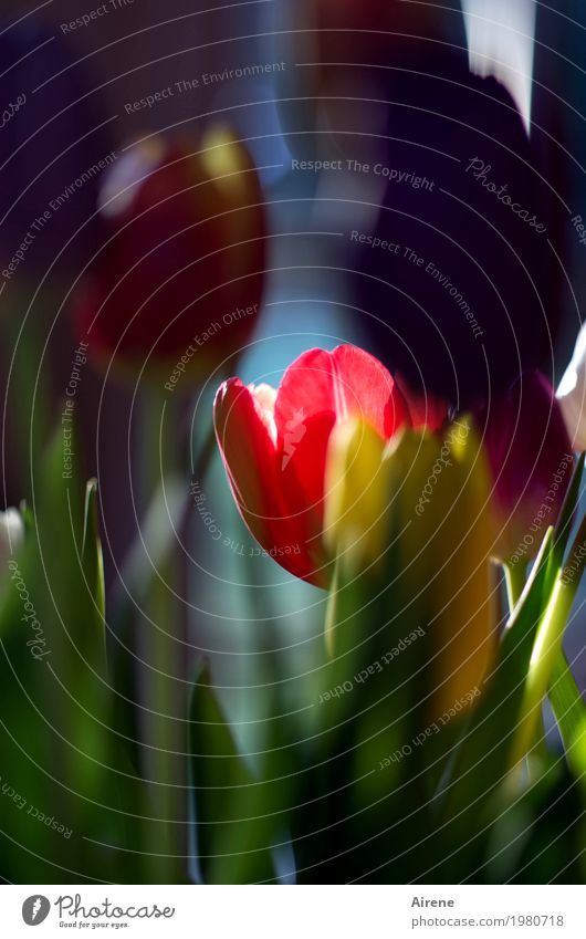 favourite flower Plant Spring Tulip Bouquet Blossoming Illuminate Beautiful Multicoloured Red Spring fever Colour photo Exterior shot Deserted Copy Space top