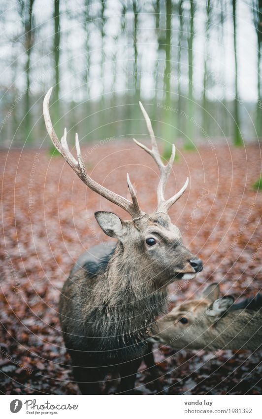 stag Leisure and hobbies Hunting Forest Animal Wild animal Zoo Deer Fallow deer Antlers 1 Nature Colour photo Exterior shot Deserted Copy Space left