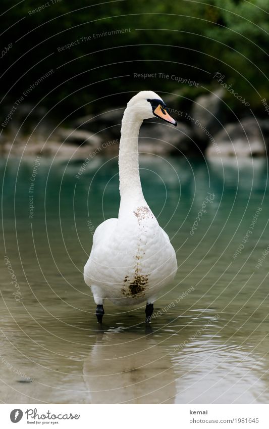King of the river Trip Adventure Environment Nature Animal Water Lakeside River bank Brook Wild animal Swan Animal face 1 Looking Stand Authentic Dirty Large