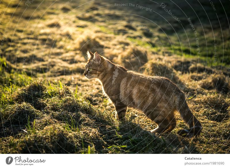 Late in the afternoon the cat creeps through the meadow Nature Plant Animal Sunlight Summer Beautiful weather Grass Meadow Field Cat 1 Observe Shopping Hunting