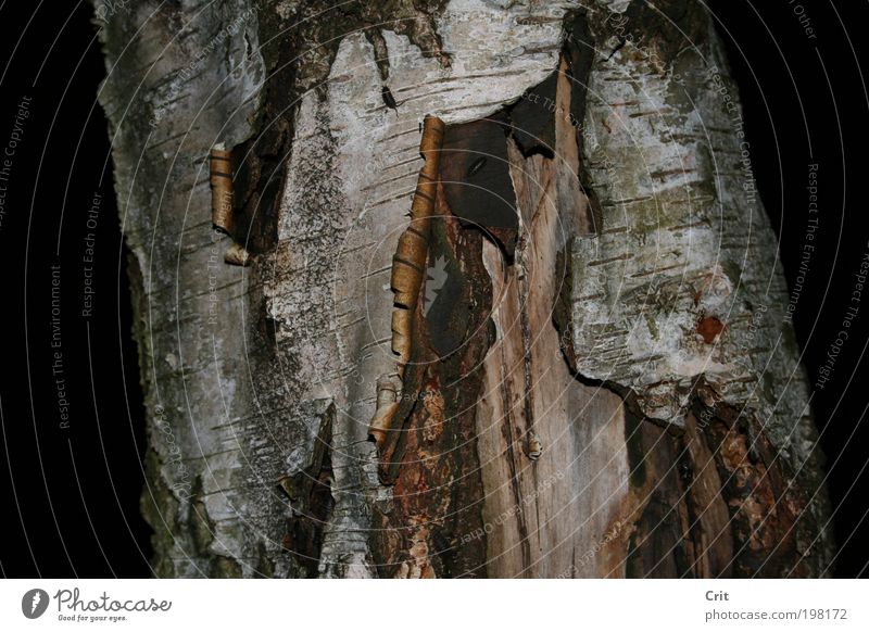 tree bark Nature Earth Tree Wild plant Pair of animals Wood Environment Close-up Detail Structures and shapes Deserted Night