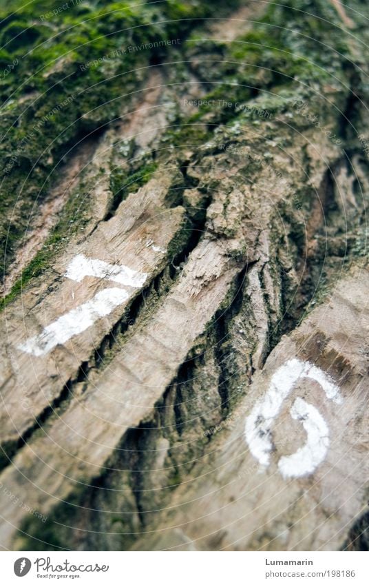 counted Environment Nature Plant Tree Agricultural crop Old Uniqueness Tree bark Crack & Rip & Tear Dry Moss Digits and numbers 76 Sign Signs and labeling