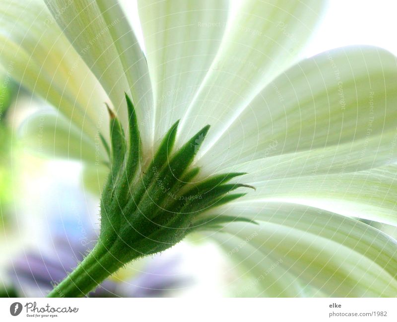 to the sun Stalk Plant Flower Leaf Growth Green Blossom Part of the plant Botany Blossoming Nature Sun