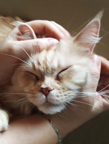 cuddling time Human being Feminine Skin Arm Hand Fingers 1 Animal Pet Cat Animal face Pelt Happy Cuddly Natural Soft Cuddling Caresses Bracelet Ear Whisker