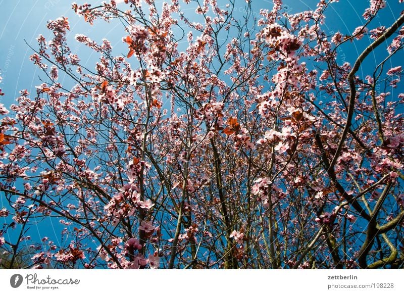 Late spring/early summer April Nature Plant Spring Blossoming Bushes Twig Growth Seasons Summer Sky Blue sky Sky blue