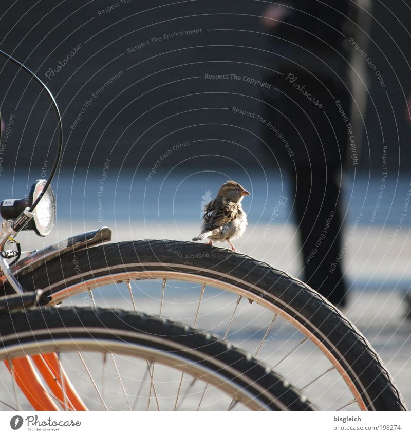 Sparrow II Animal Bird 1 Bicycle Small Cute Attentive Calm Contentment Colour photo Subdued colour Exterior shot Day