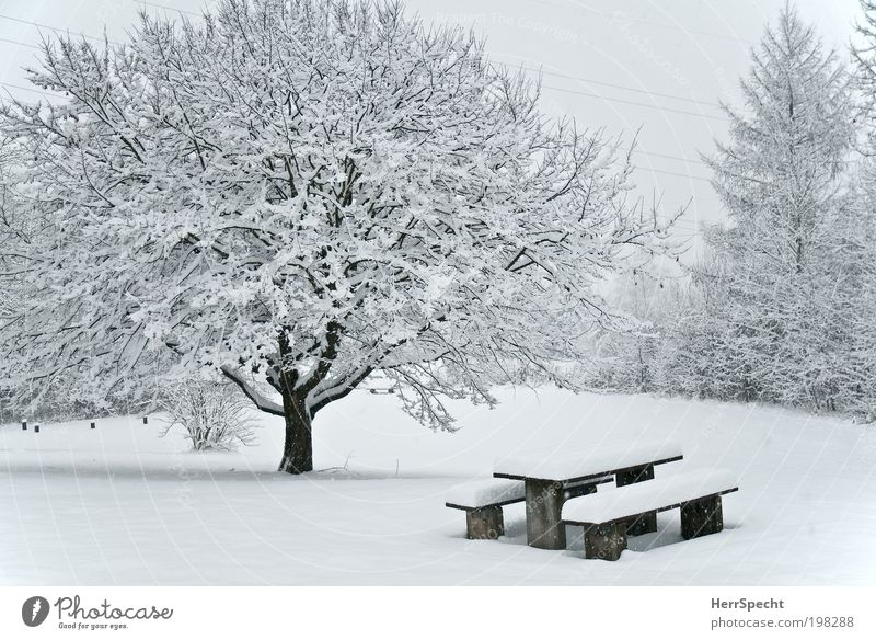picnic area Environment Nature Landscape Winter Ice Frost Snow Tree Bushes Meadow Forest White Bench Table Snow layer Colour photo Subdued colour Exterior shot