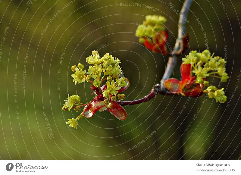 Ahrin flowers on a branch in springtime Elegant Harmonious Plant Spring Tree Blossom Wild plant Blossoming Fresh pretty Yellow Green Red Moody Calm Twig