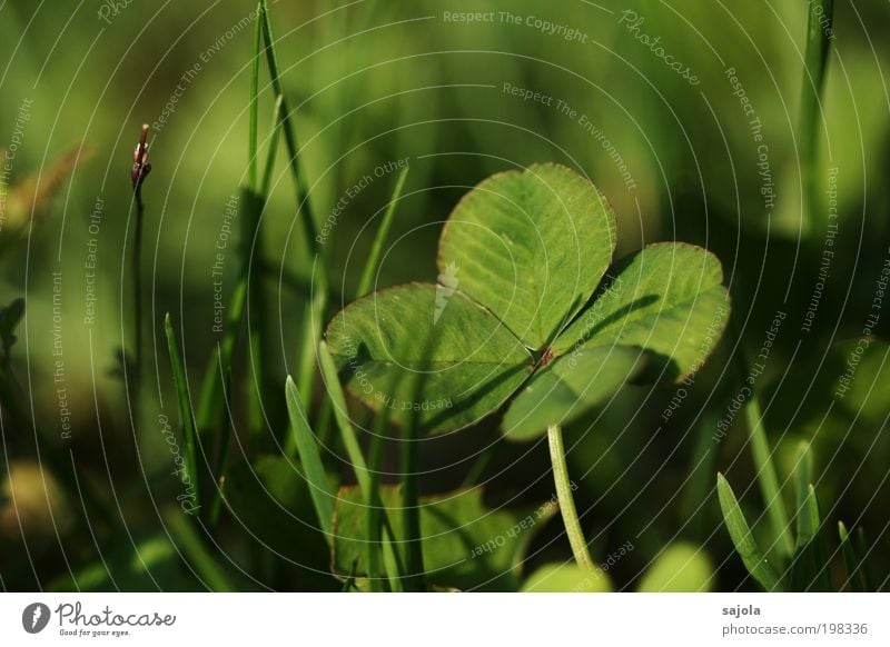 good luck jo Environment Nature Plant Grass Cloverleaf Esthetic Green Happy Good luck charm Four-leafed clover Four-leaved Shadow Congratulations Love of nature